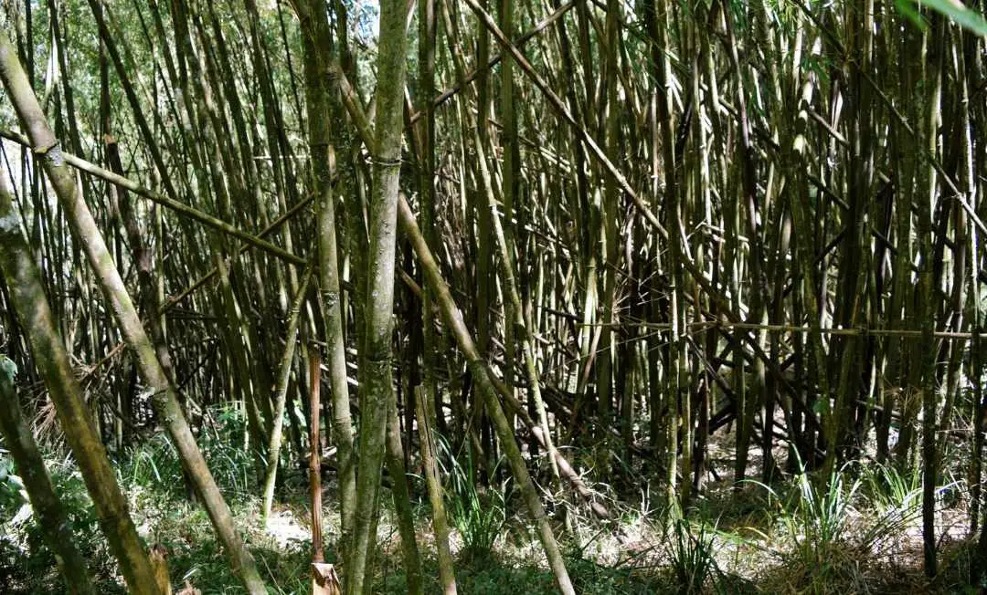 Bamboo in Kenya: Greening the hills of Africa