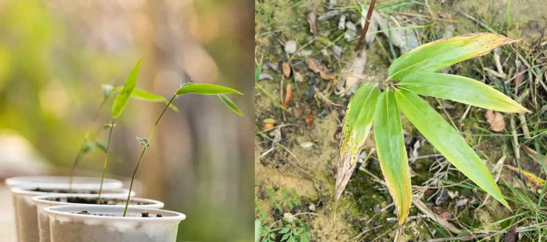 Bamboo seedlings