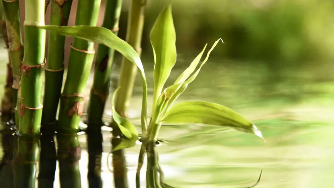 Lucky bamboo grows in water