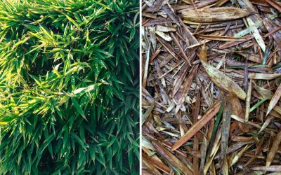 What to do with bamboo leaves