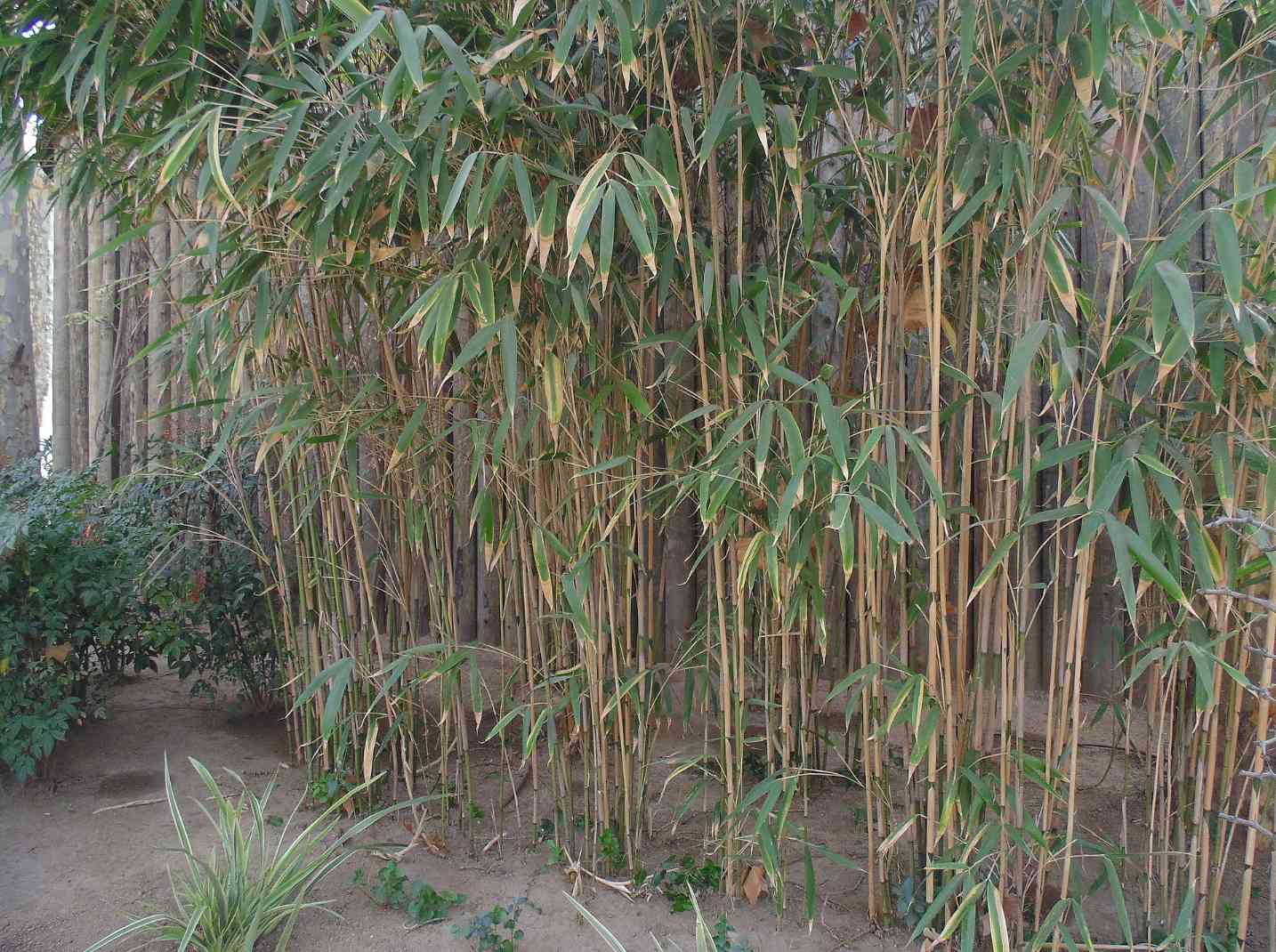 Arrow Bamboo living fence