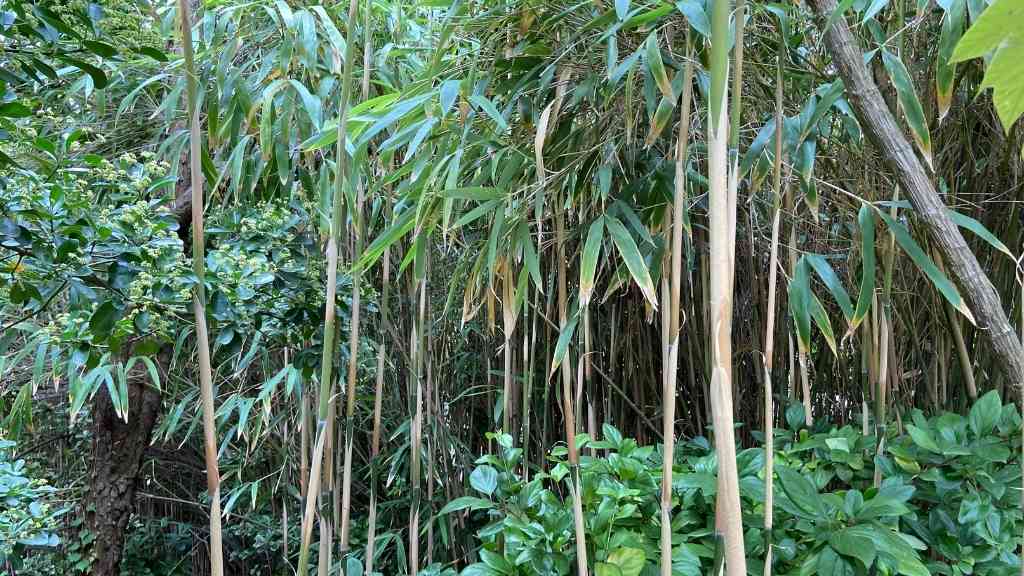 Arrow bamboo Pseudosasa japonica Hornaday