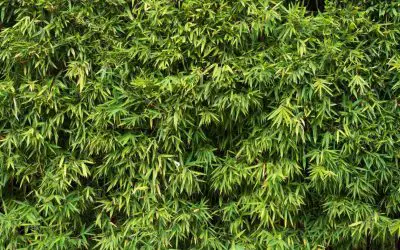 Living Fences with Bamboo