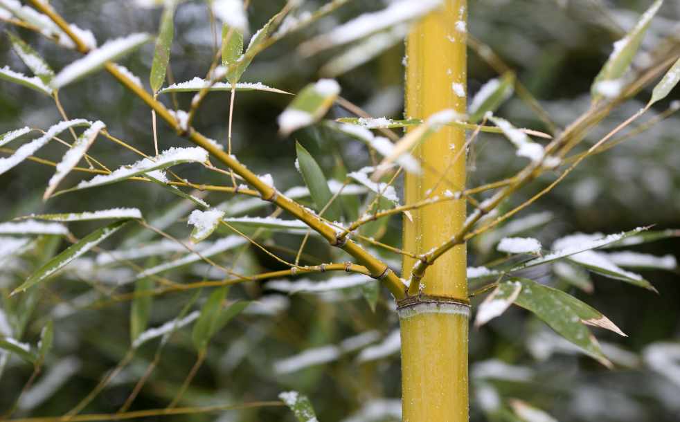 Bamboo in New England snow