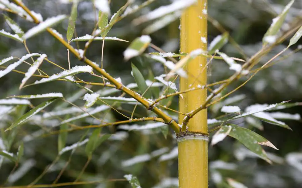 Growing Bamboo in Pennsylvania and New England