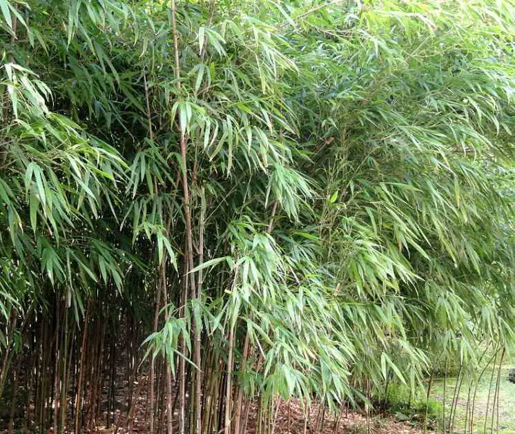 Chimonobambusa quadrangularis Square Bamboo thick foliage