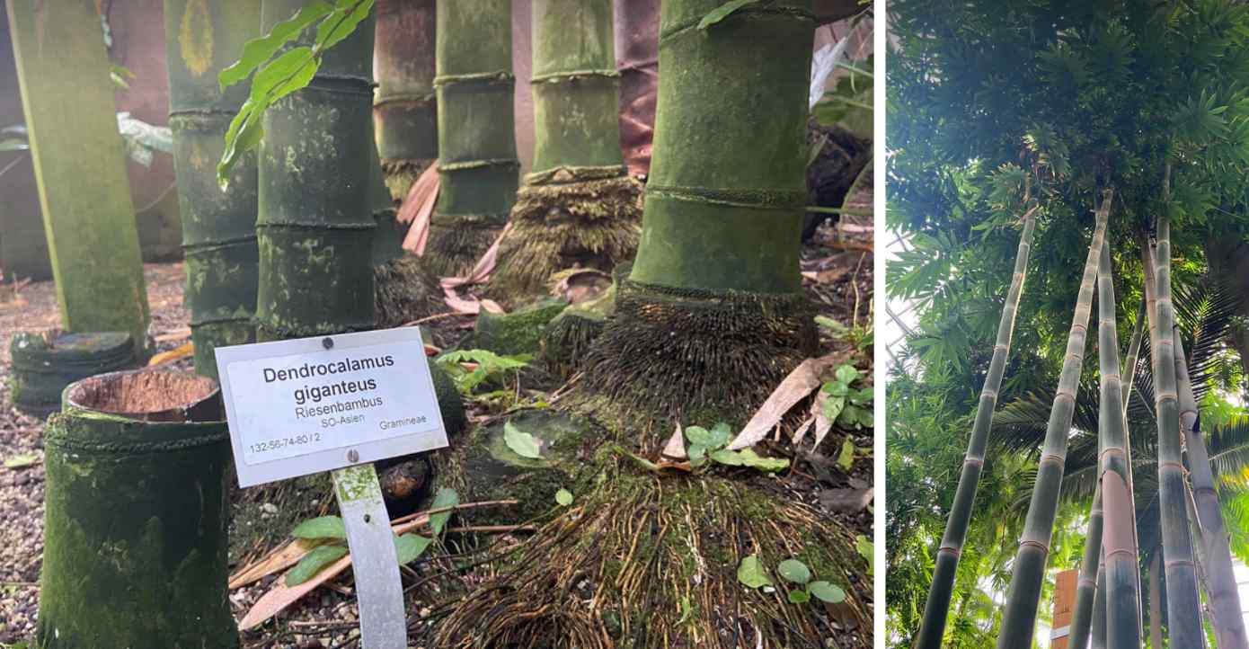 Dendrocalamus giganteus in Berlin