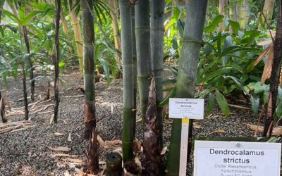 Dendrocalamus strictus: An exceptional bamboo giant