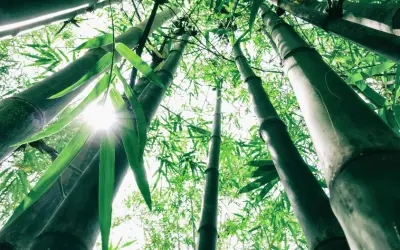 Good news from Nestlé: Millions of bamboo clumps on the way
