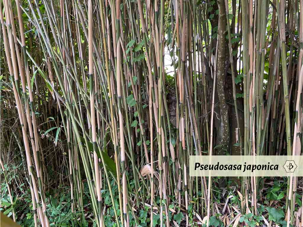 Pseudosasa japonica Arrow bamboo in Spain