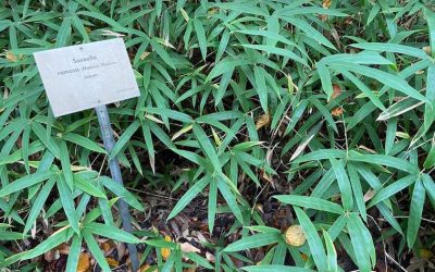 Genus Sasaella: Japanese dwarf bamboo