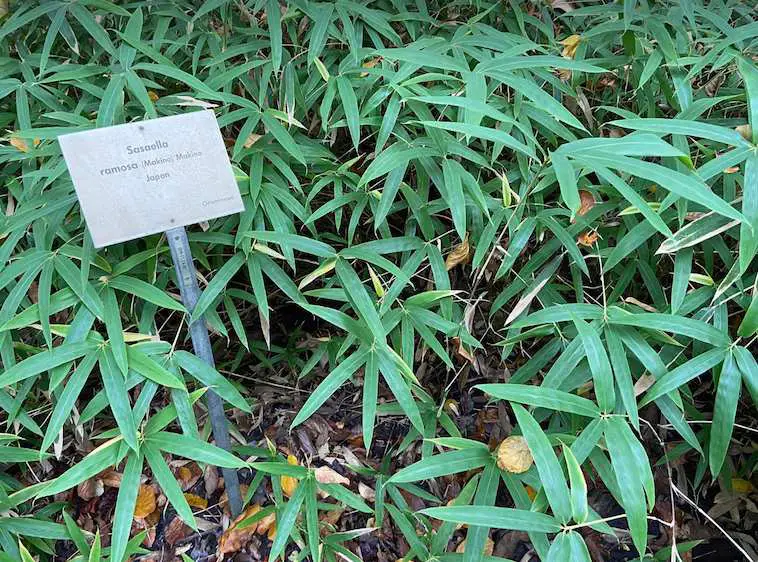 Genus Sasaella: Japanese dwarf bamboo