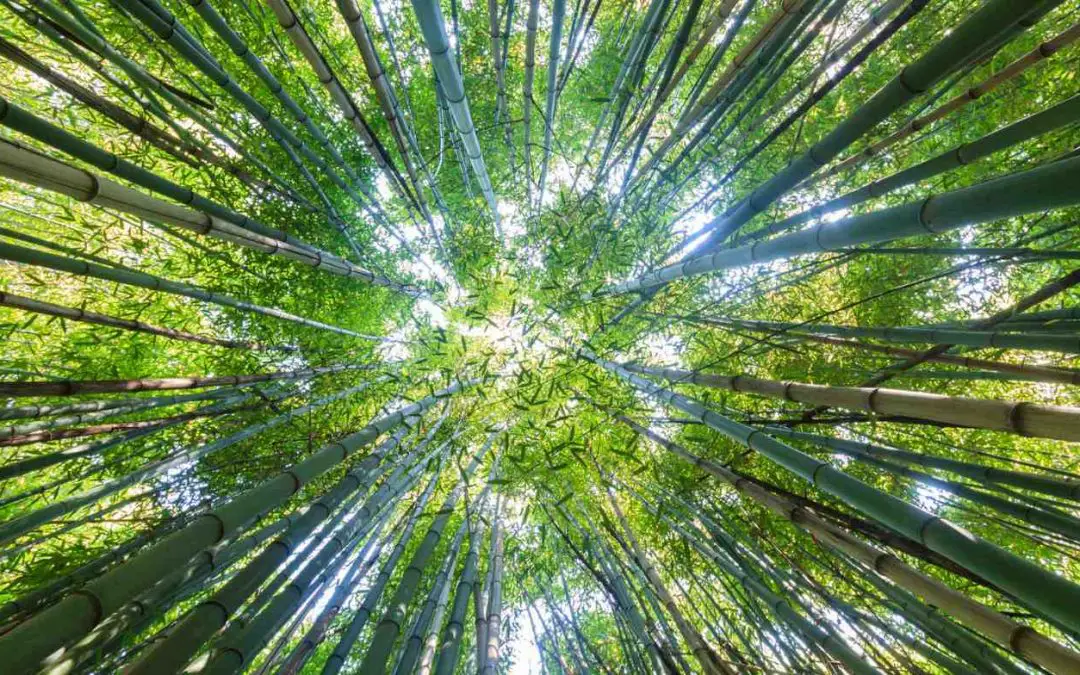 Sourcing Sustainable Bamboo