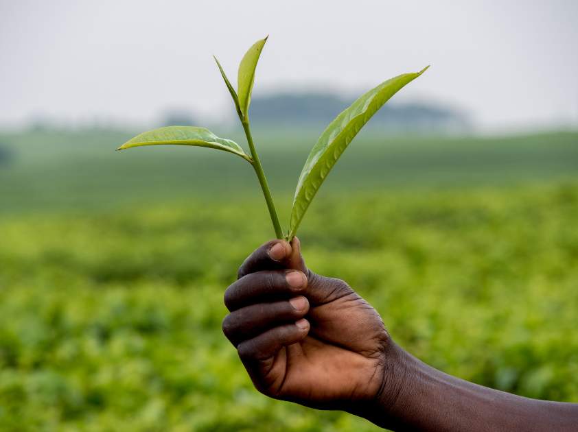 Tea Leaves in Malawi