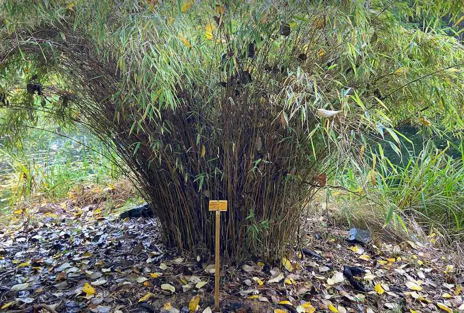 Thamnocalamus bamboo thicket in Berlin Botanical Garden