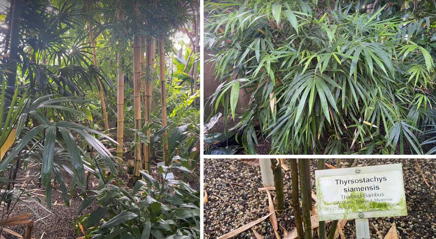 Tropical Bamboo in Berlin Greenhouses