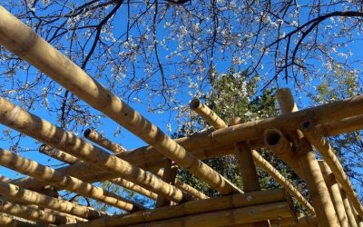 The Best Varieties of Bamboo for Building and Construction