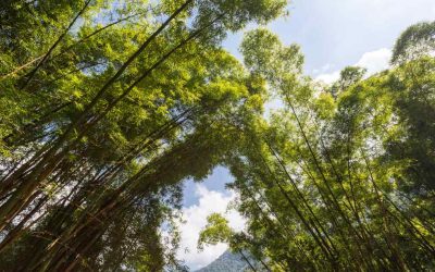 Adopt-A-Bamboo: Collaborative cultivation in Colombia