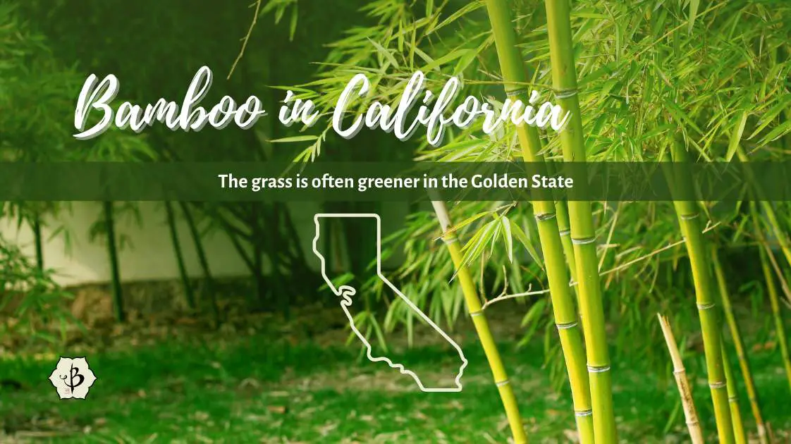 Bamboo in California title
