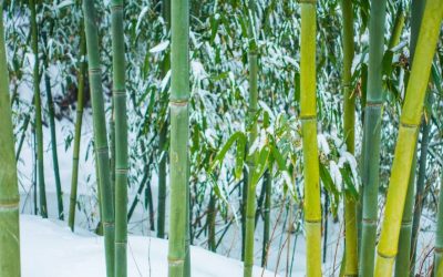 What does bamboo do in winter?