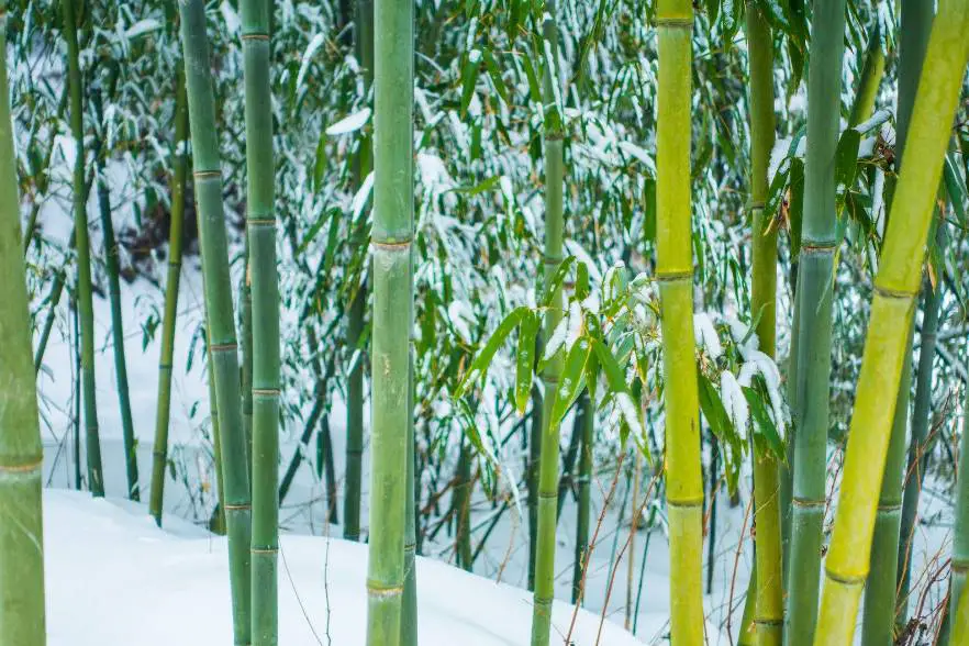 What does bamboo do in winter?
