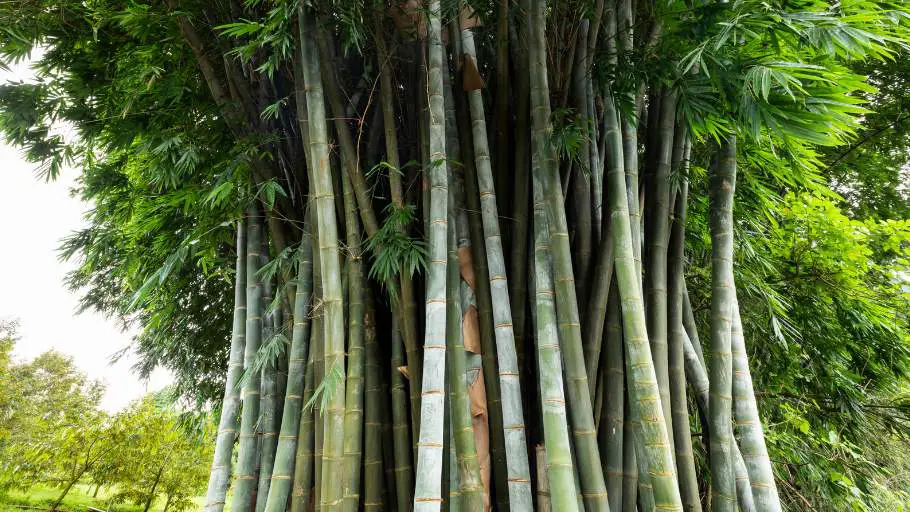 Gift of Bamboo Clump