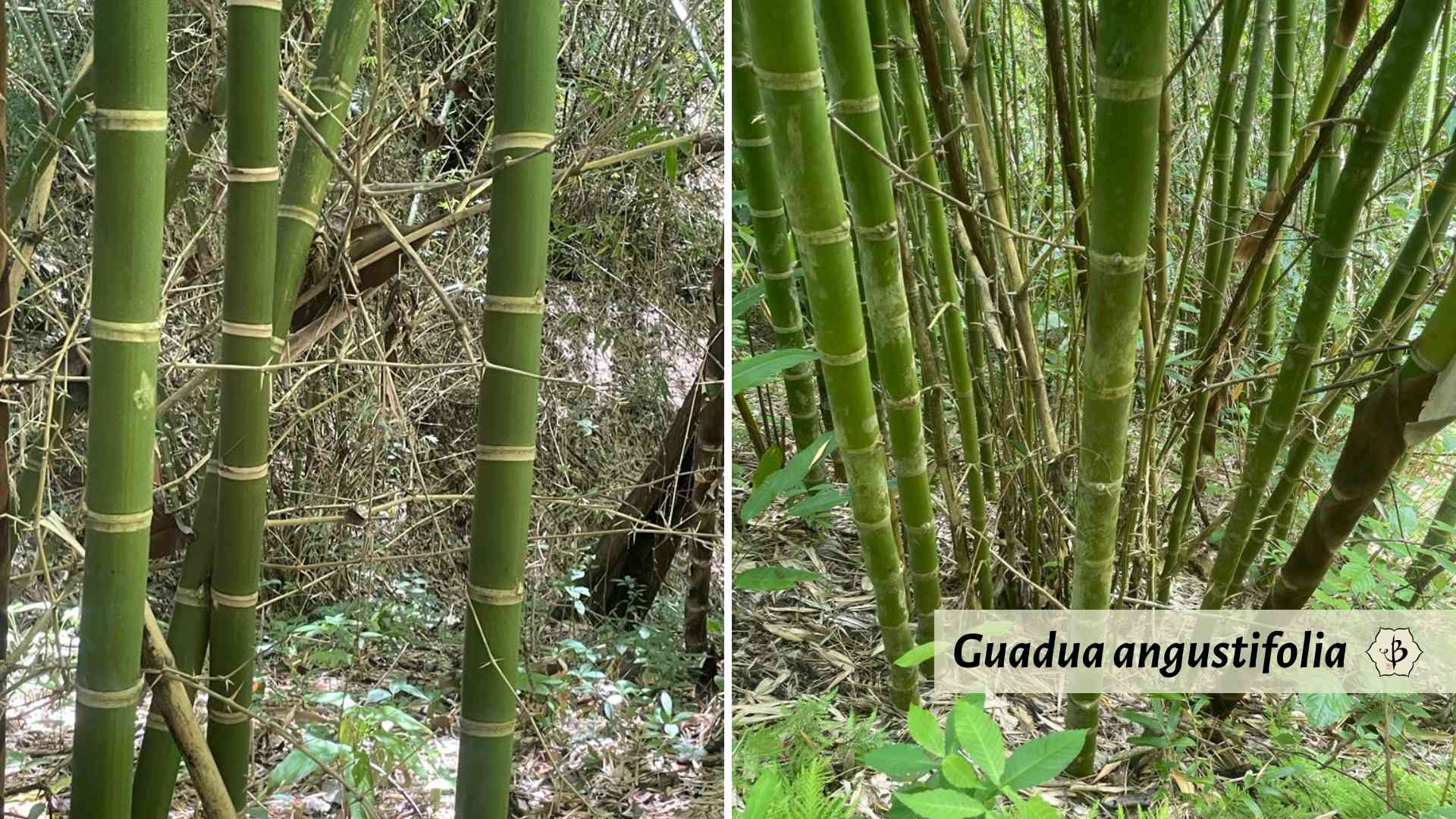 Guadua angustifolia in Costa Rica