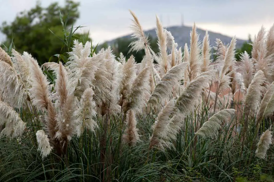 Invasive pampas grass