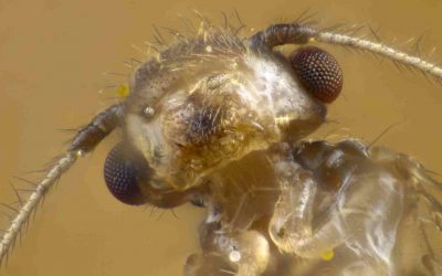 How an Asian insect sparked a bamboo boom in Florida