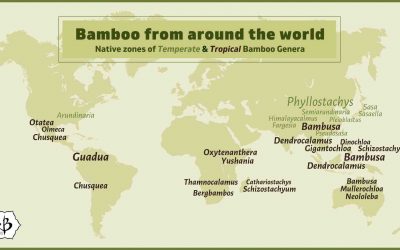 Bamboo Infographics: Presenting facts about bamboo