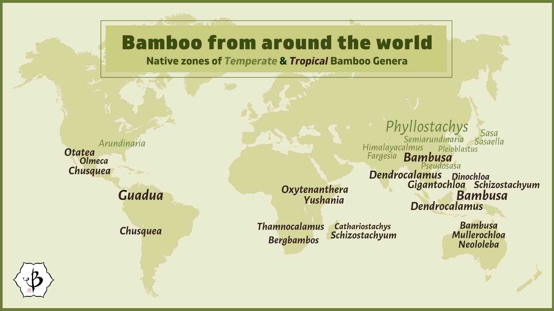 Bamboo Infographic Genus Geography