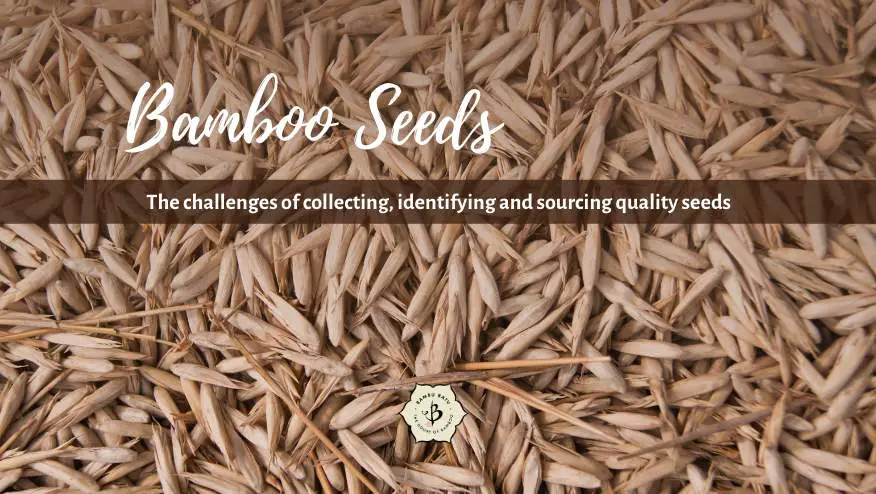 Bamboo Seeds: Collecting, identifying, and sourcing
