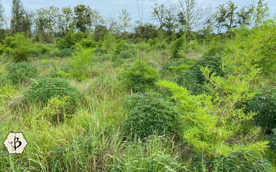 Bamboo and land restoration