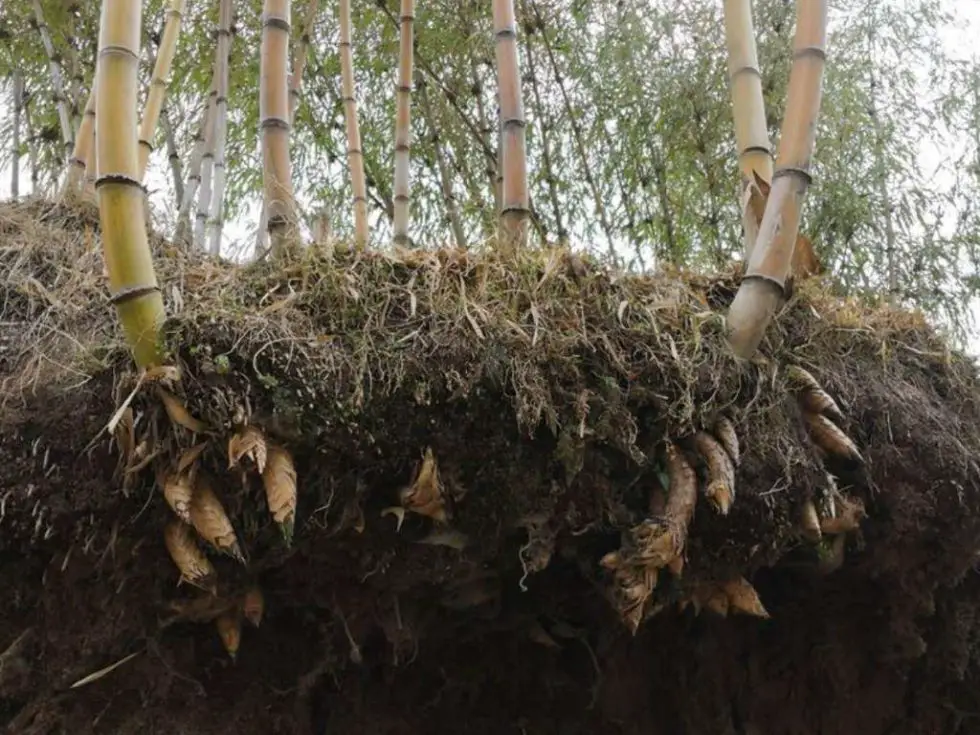 Growing bamboo for erosion control Bambu Batu