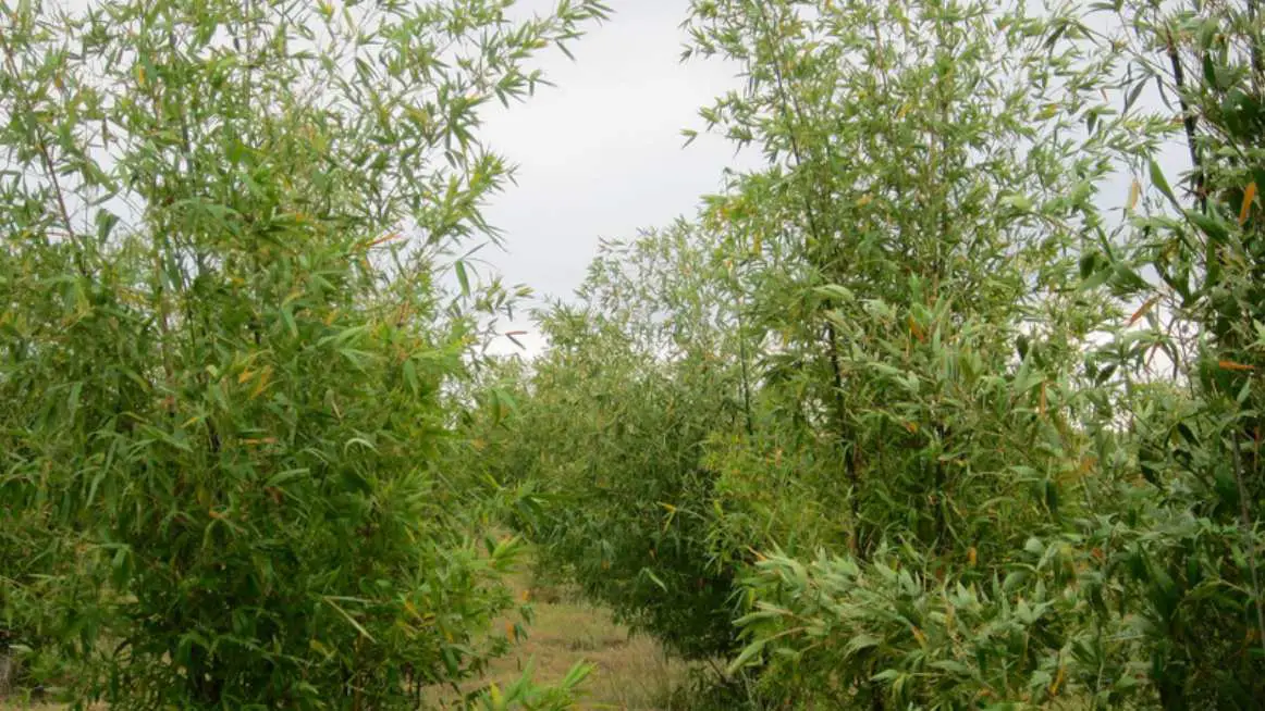 Bambusa balcooa young plants