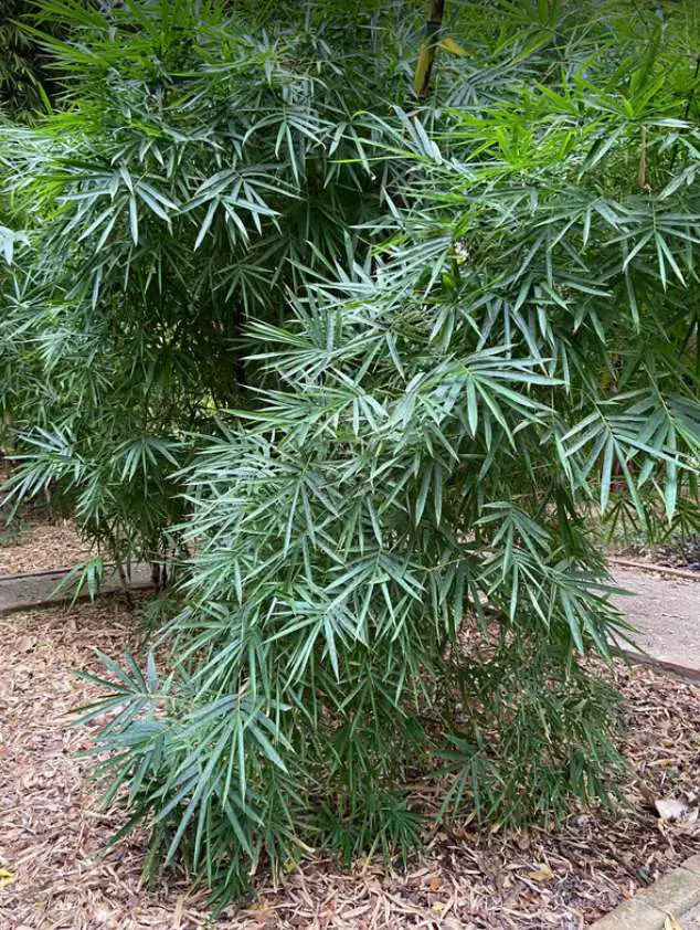 Bambusa ventricosa buddha belly bamboo in Spain