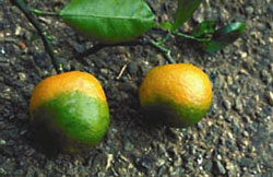 Citrus Greening Disease