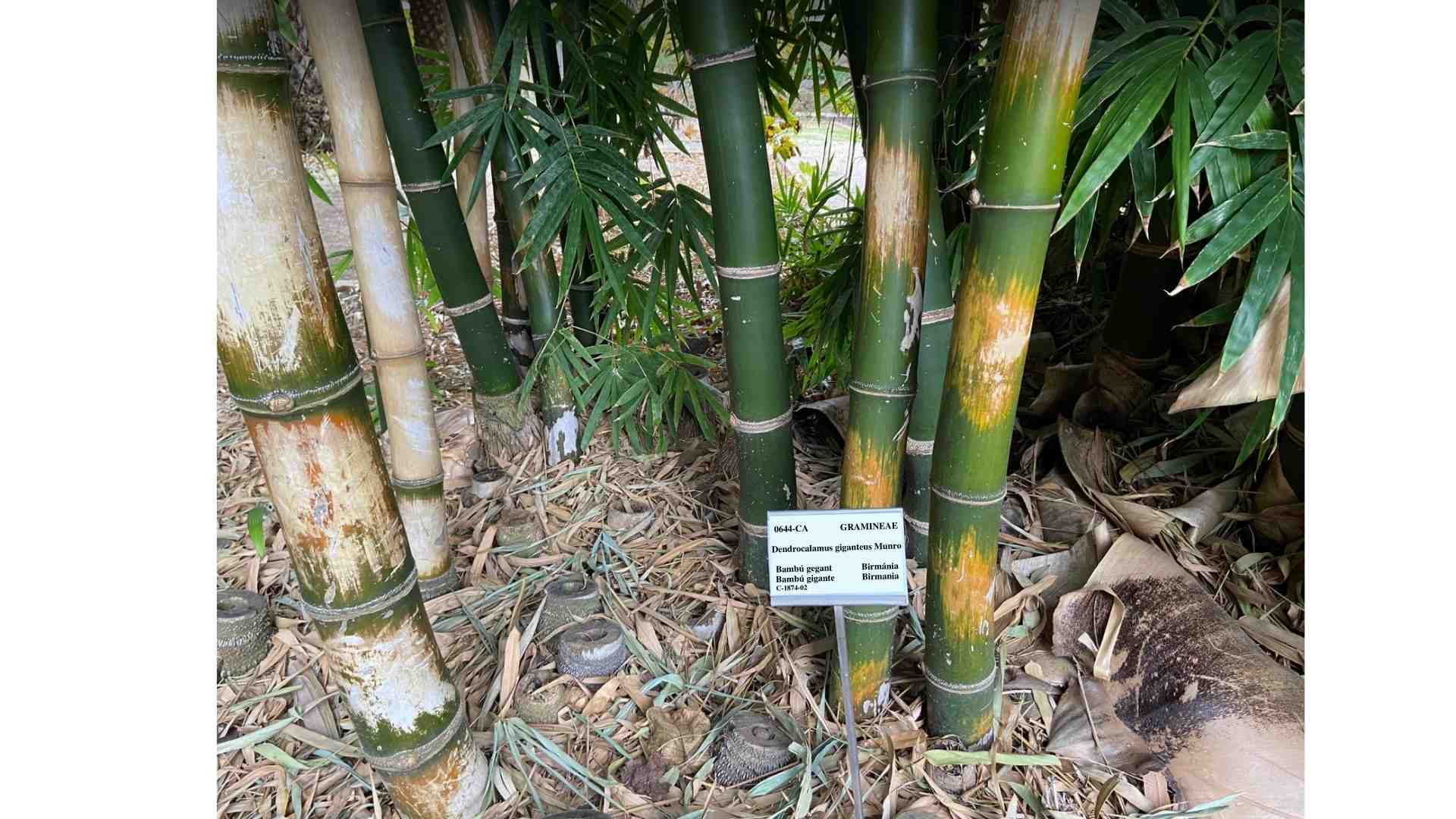 Giant bamboo in Spain