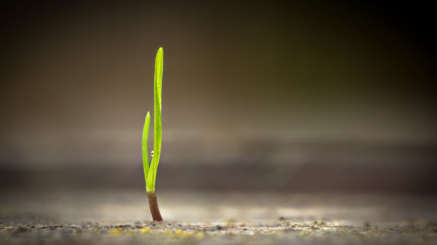 Grass seedling