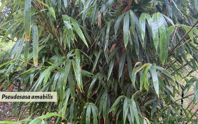 Pseudosasa amabilis: Tonkin Bamboo for perfect poles