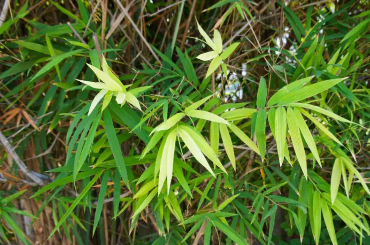 Pseudosasa bamboo
