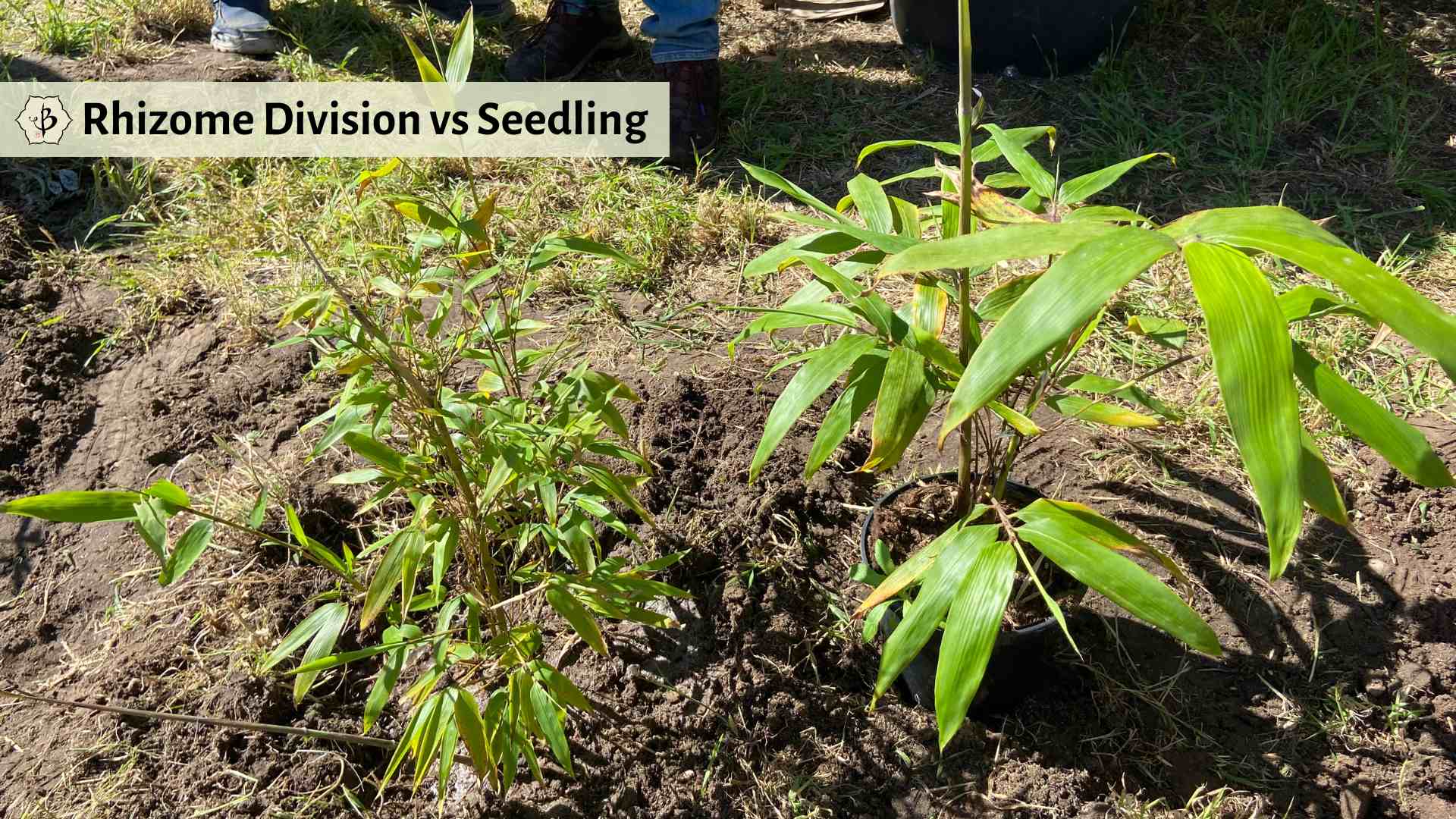 Seedling vs Rhizome Moso