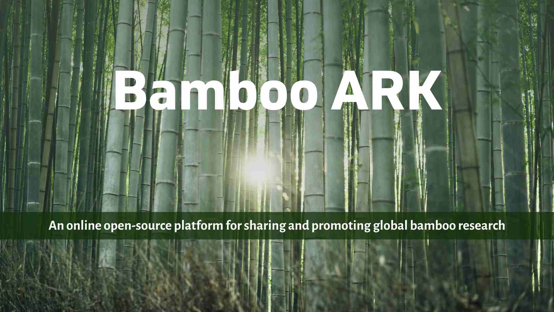 Bamboo Ark feature