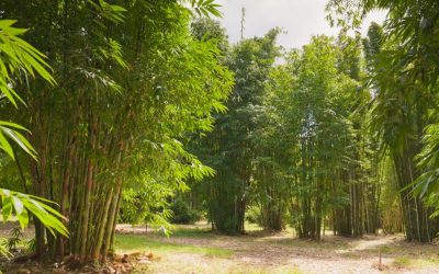 Challenges and pitfalls of bamboo farming
