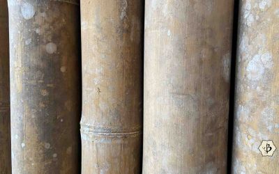 The best bamboo species for poles