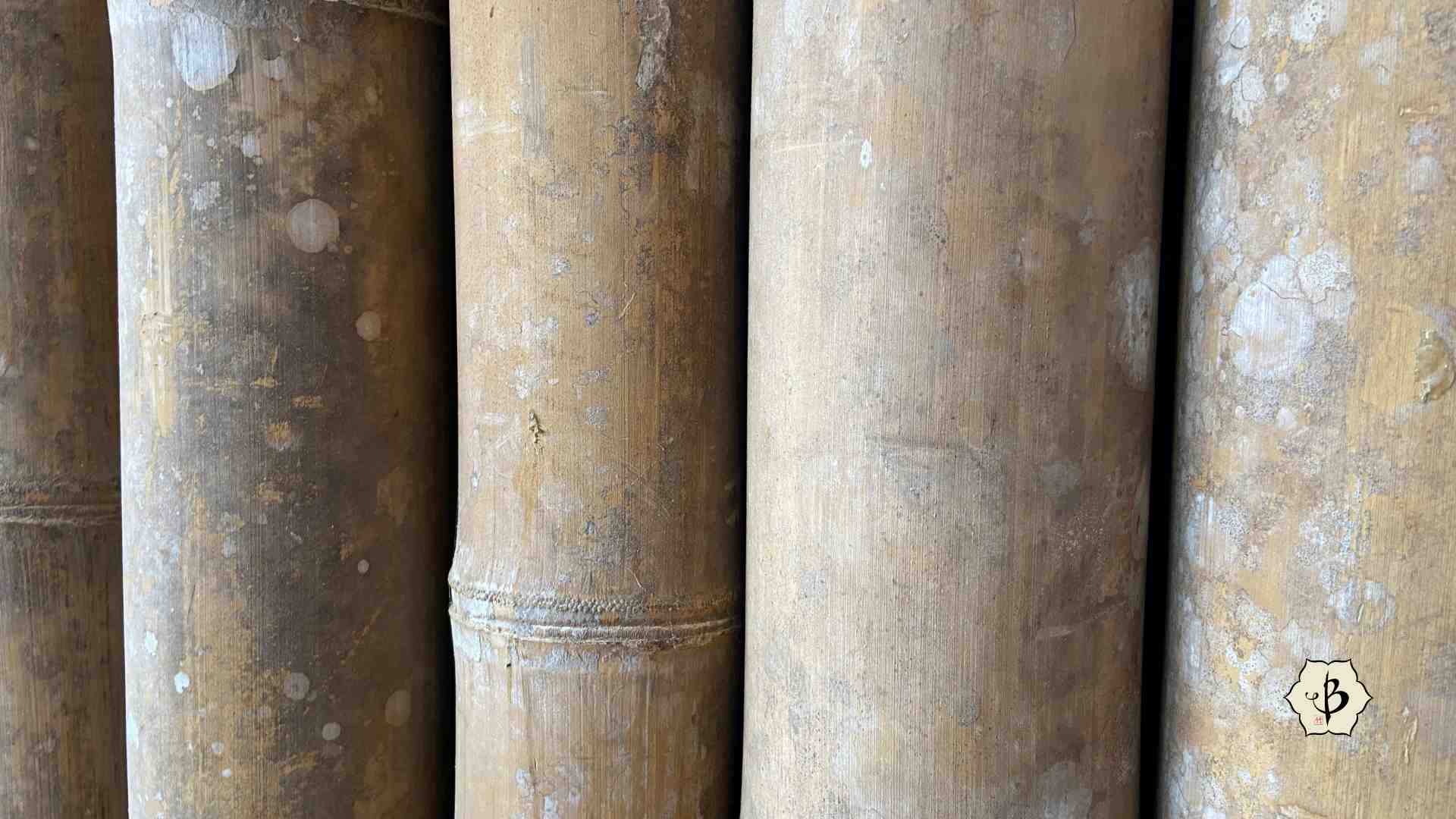 Dendrocalamus asper bamboo poles