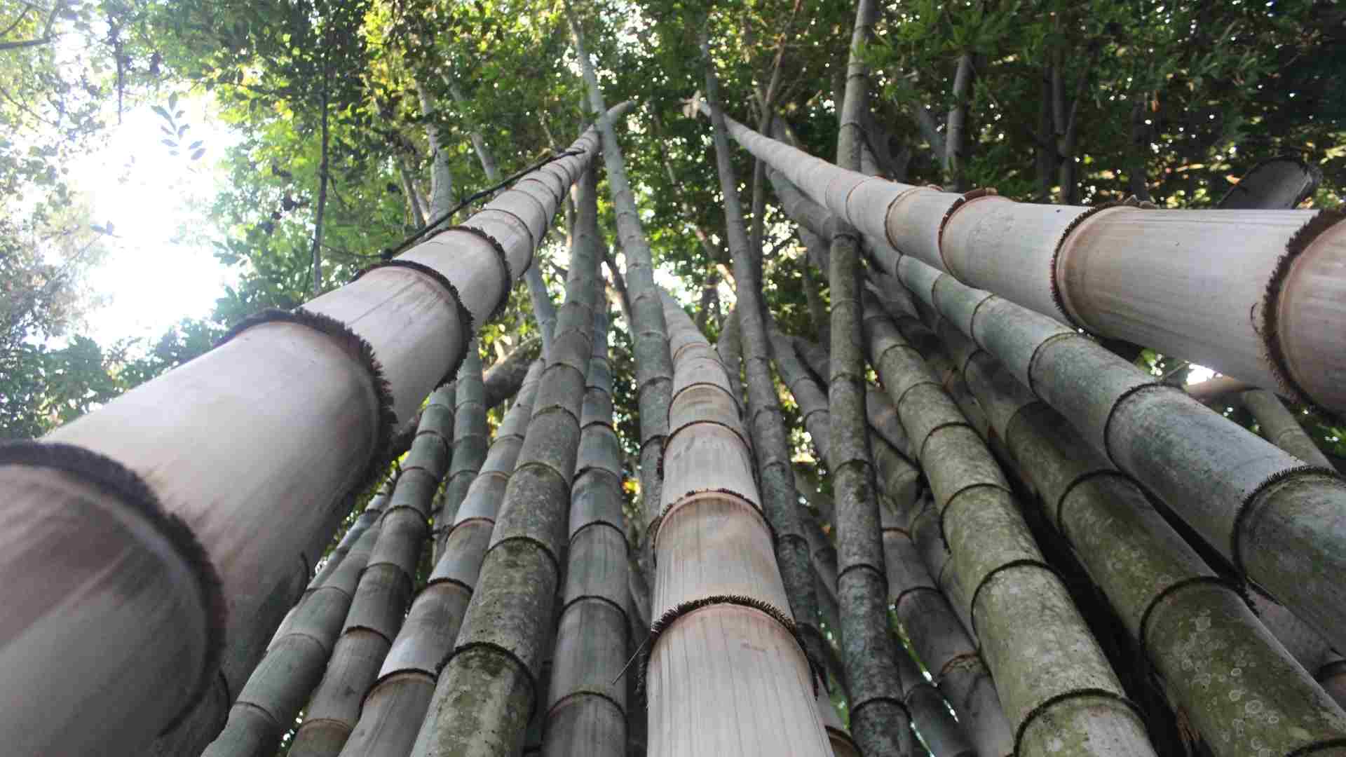 Dendrocalamus asper giant bamboo clump