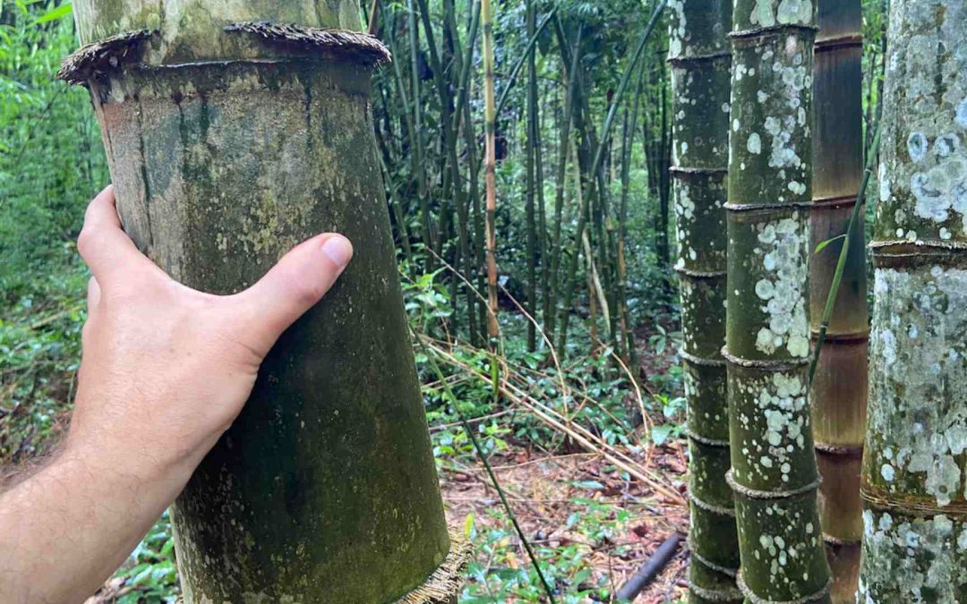 Dendrocalamus asper: Petung or giant bamboo