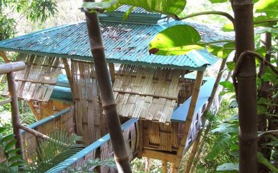 Bamboo Treehouses: Above and beyond