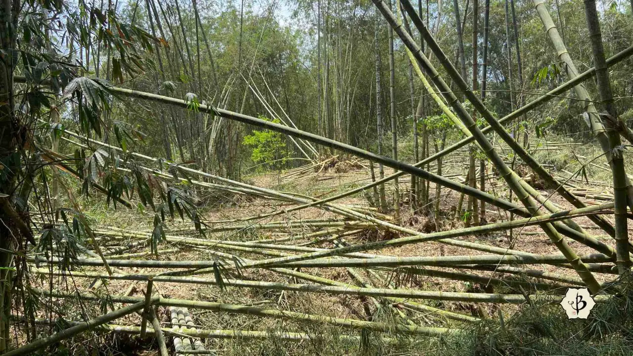 Harvesting Bamboo: When, why and how - Bambu Batu